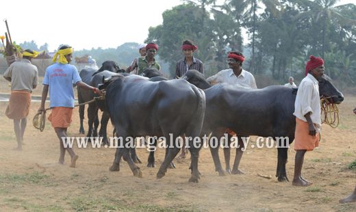 Devupoonje Sankupoonje Jodukare Kambala kicks off at Vamanjoor